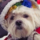 dog2.jpg