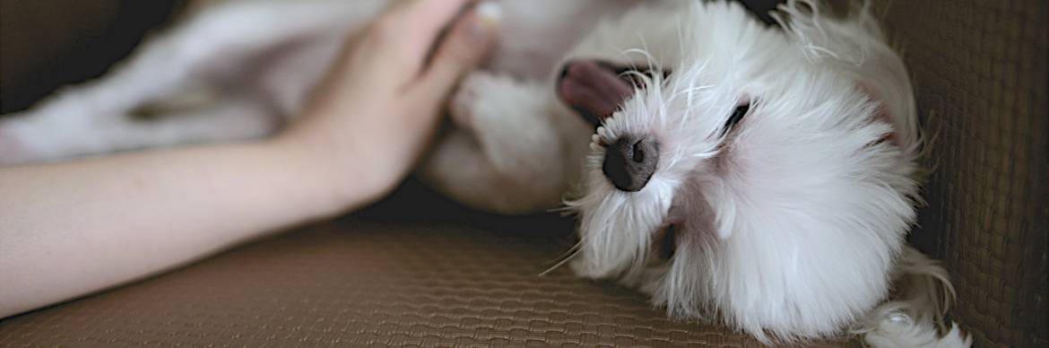 dog-bg.jpg