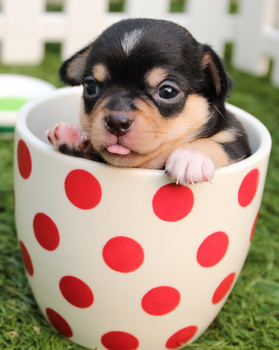 dog-cup.jpg