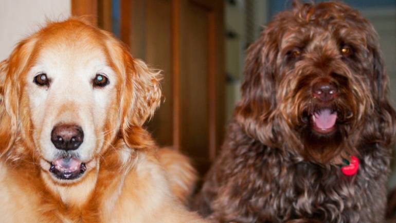 5 Essential Tips to Keep Your Pet Safe