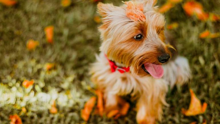 Trendy Hairstyles For your Dog