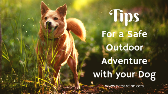 Tips-Outdoors-Dog.png