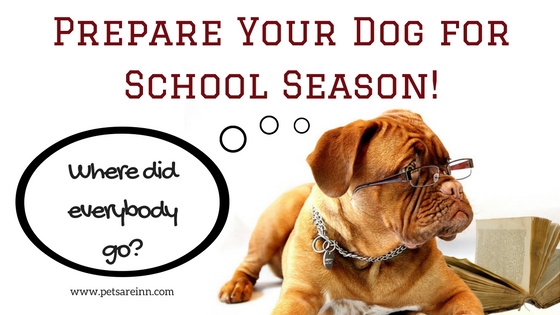 Prepare-Your-Dog-for-School-Season.jpg