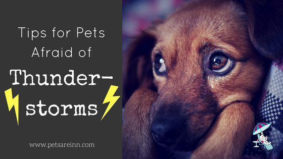 Tips-for-Pets-Afraid-of-Thunderstorms.png