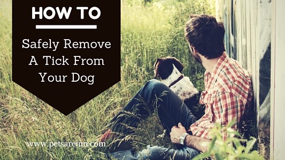 Tick removal Dog